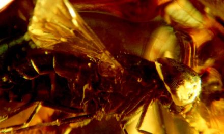 Odkrycie – Tabanidae Derecki